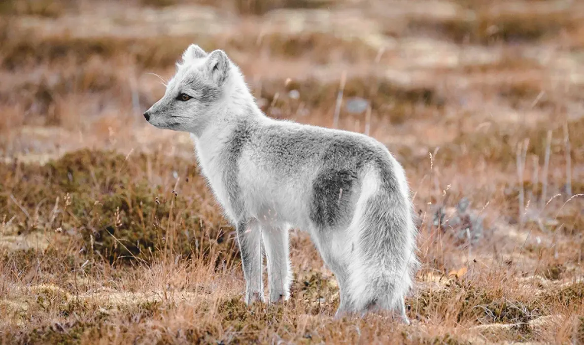 fjr_ss22_arcticfox_splash_dt.webp