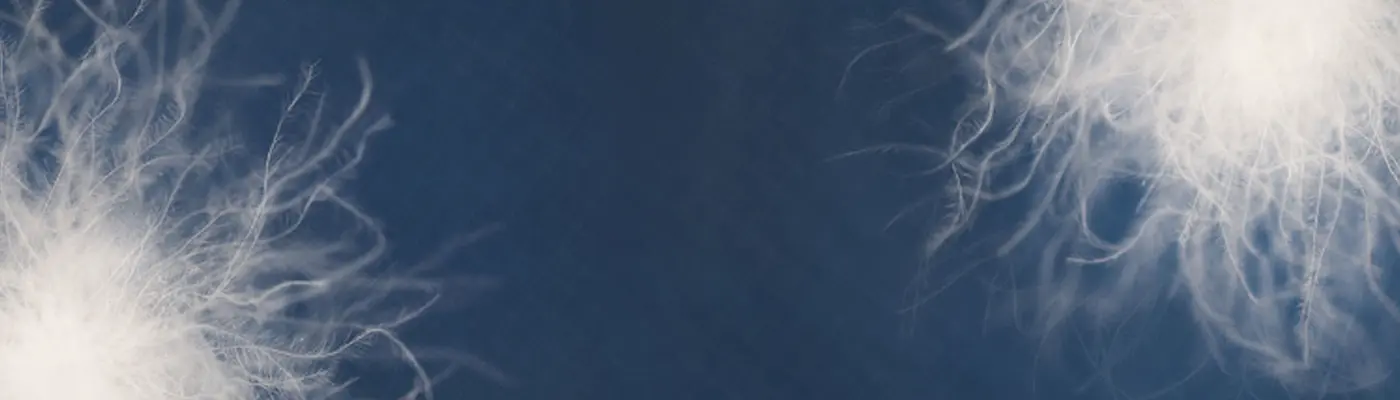 cuidado_reparos_pluma.png