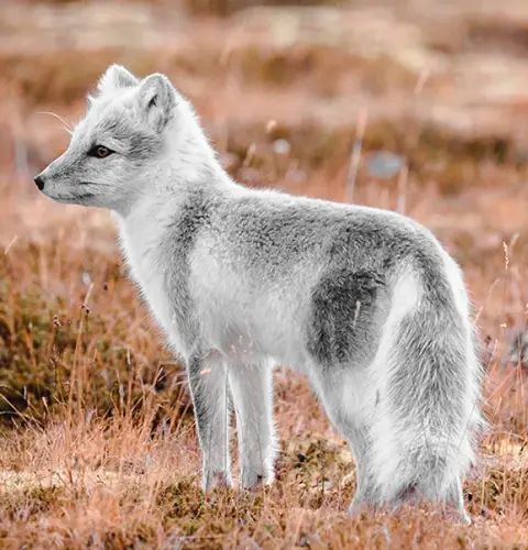 Fox_Mob.png