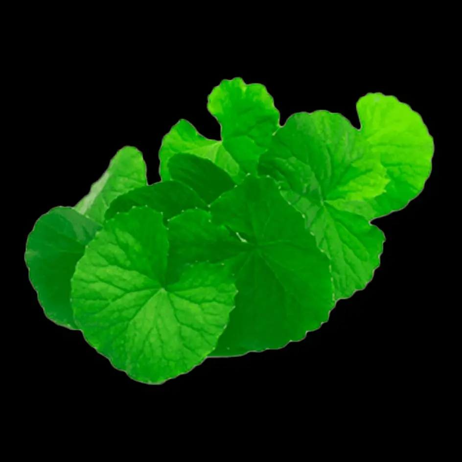 CICA.jpg