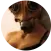 Manginellitaisa.png