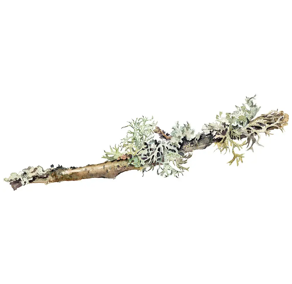 Casa_das_Orquideas-Oak_Moss.webp