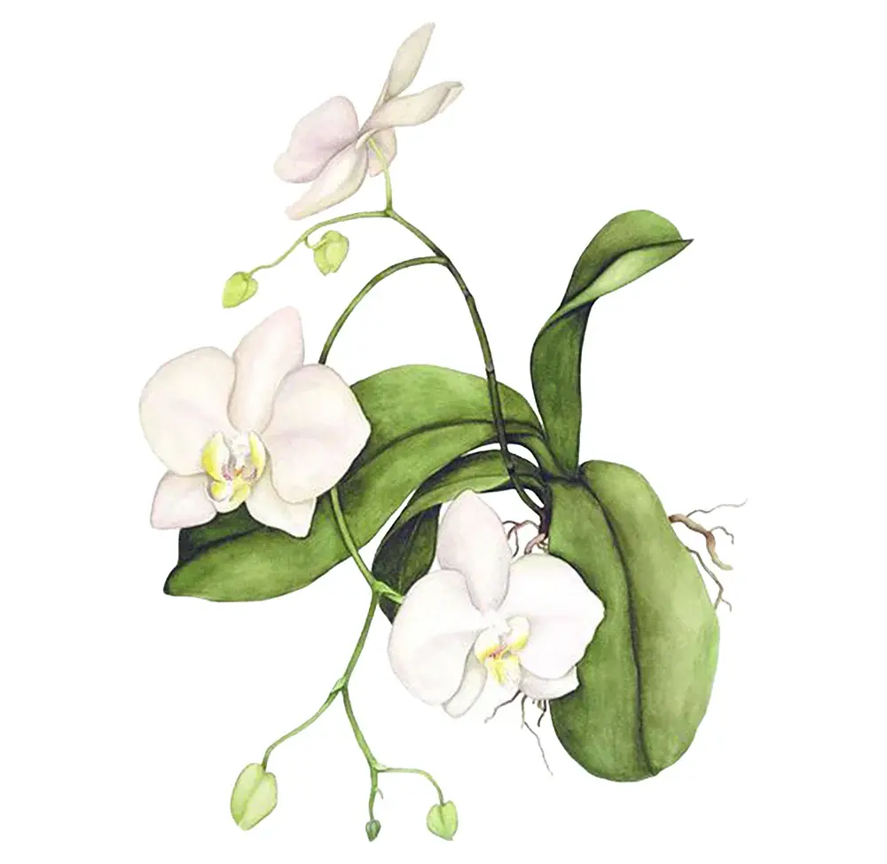Casa_das_Orquideas-Orchid.webp