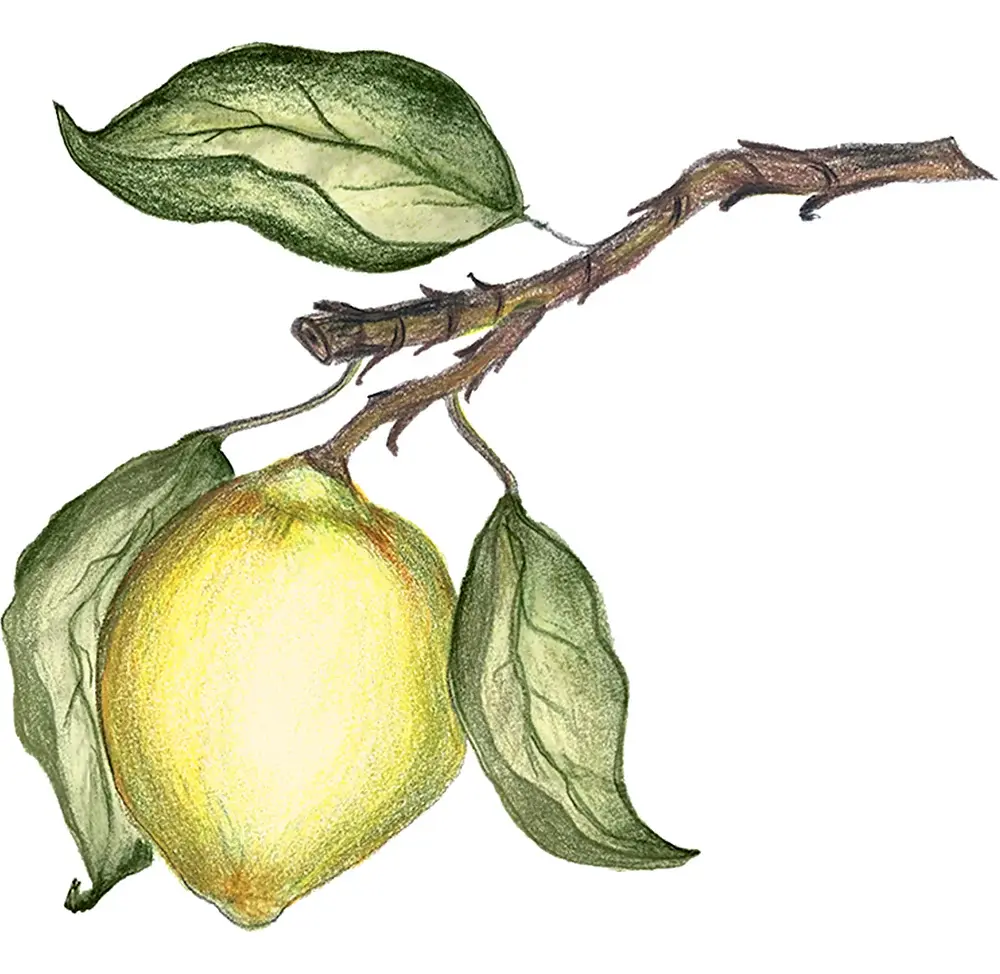 Casa_das_Orquideas-Sicilian_Lemon.webp